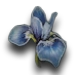 Fleur rare